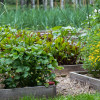 home-garden-beds-colin-austin-gbiota