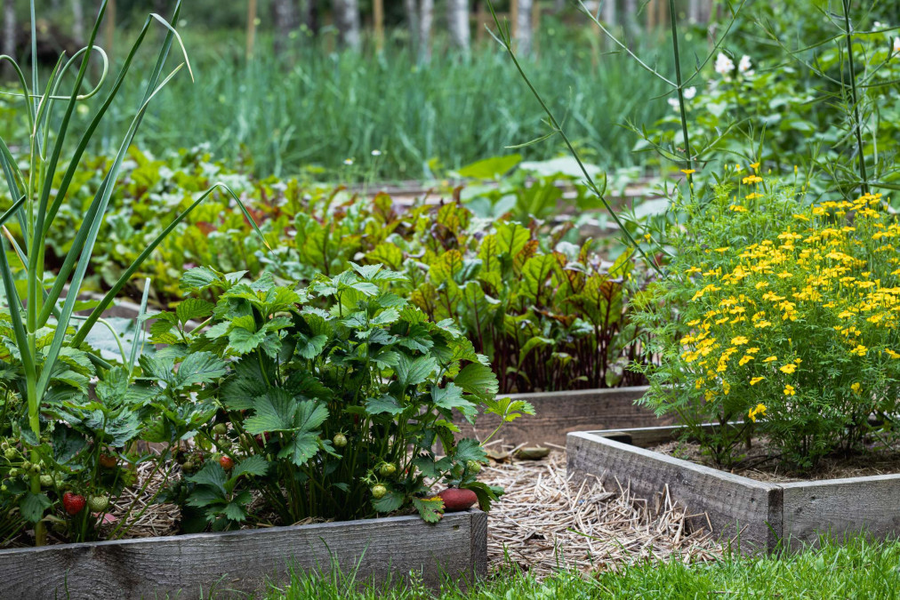 home-garden-beds-colin-austin-gbiota