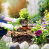 person-planting-flowers-in-garden-colin-austin-gbiota