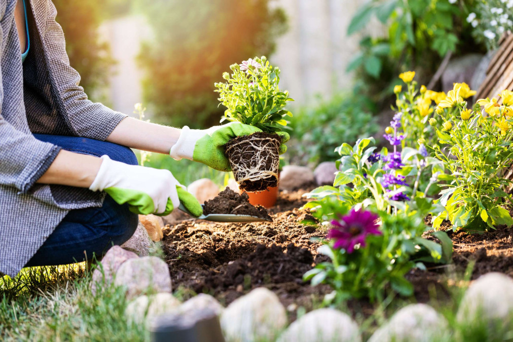 person-planting-flowers-in-garden-colin-austin-gbiota