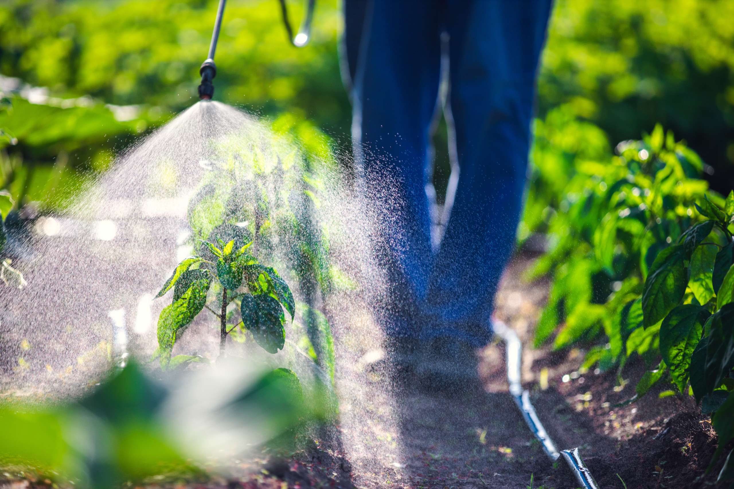 spraying-fertiliser-on-plant-colin-austin-gbiota