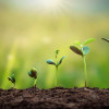sprout-leafs-in-soil-green-background-colin-austin-gbiota