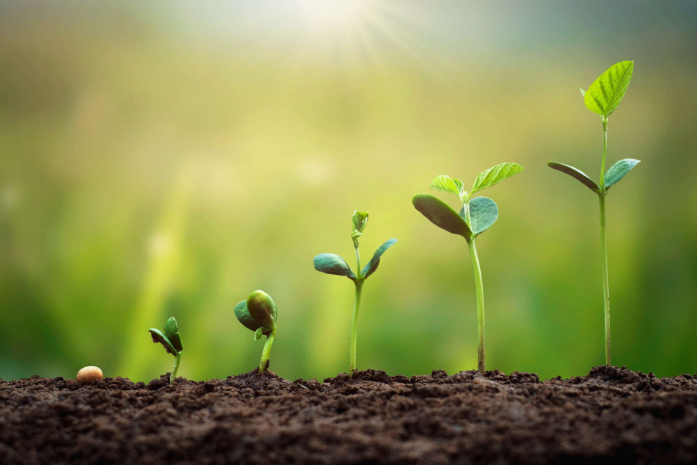 sprout-leafs-in-soil-green-background-colin-austin-gbiota