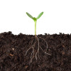 sprout-in-soil-colin-austin-gbiota