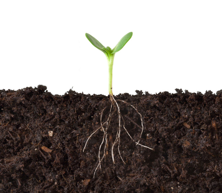 sprout-in-soil-colin-austin-gbiota