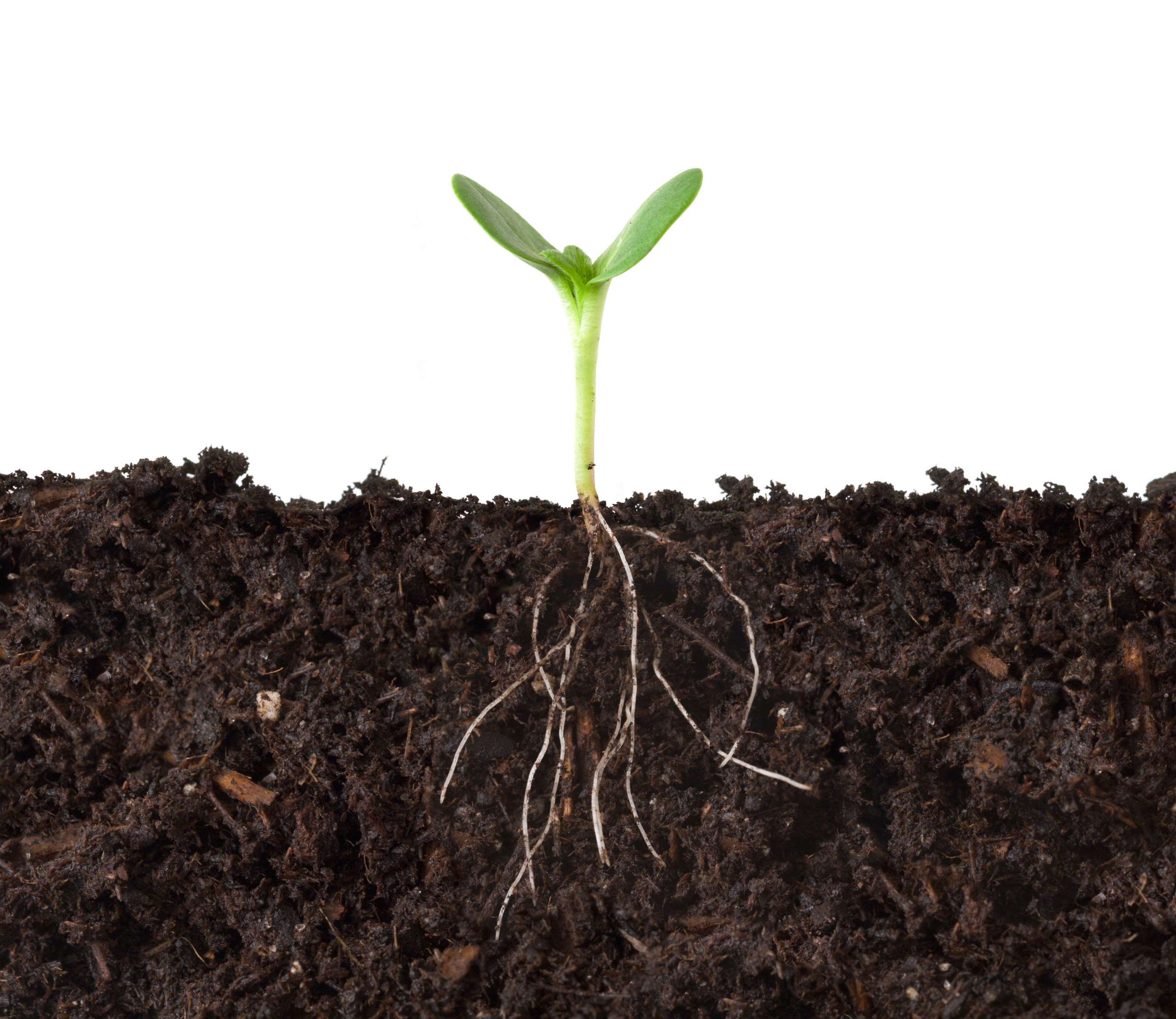 sprout-in-soil-colin-austin-gbiota