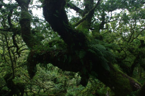 forest-colin-austin-gbiota