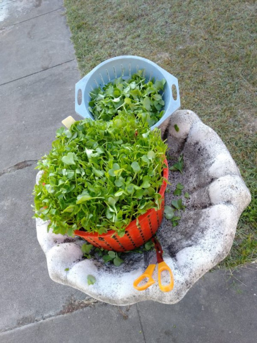 gbiota-basket-colin-austin-gbiota