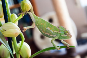 chameleon-colin-austin-gbiota