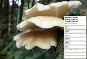 b12-fungi-colin-austin-gbiota