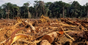 deforestation-colin-austin-gbiota