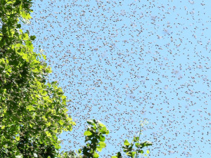 compost-flies-swarm-colin-austin-gbiota