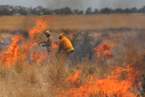 bushfire-colin-austin-gbiota