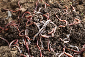 worms-soil-colin-austin-gbiota