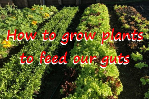 how-to-grow-plants-to-feed-our-guts-colin-austin-gbiota