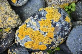 micro-organisms-rock-colin-austin-gbiota