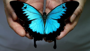 butterfly-colin-austin-gbiota