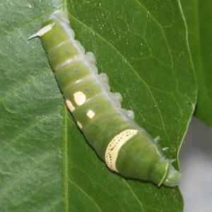 caterpillar-colin-austin-gbiota