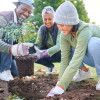 people-planting-in-garden-colin-austin-gbiota