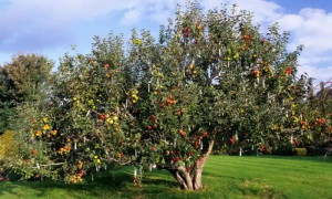 apple-tree-colin-austin-gbiota