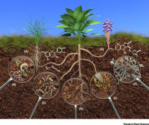 exude-plant-root-illustration-colin-austin-gbiota