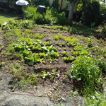 open-gbiota-bed-soil-colin-austin-gbiota