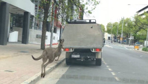 kangaroo-crossing-road-colin-austin-gbiota