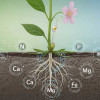 soil-essential-nutrient-plant-gbiota