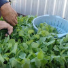 harvesting-vegetables-colin-austin-gbiota