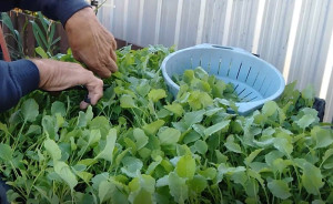 harvesting-vegetables-colin-austin-gbiota