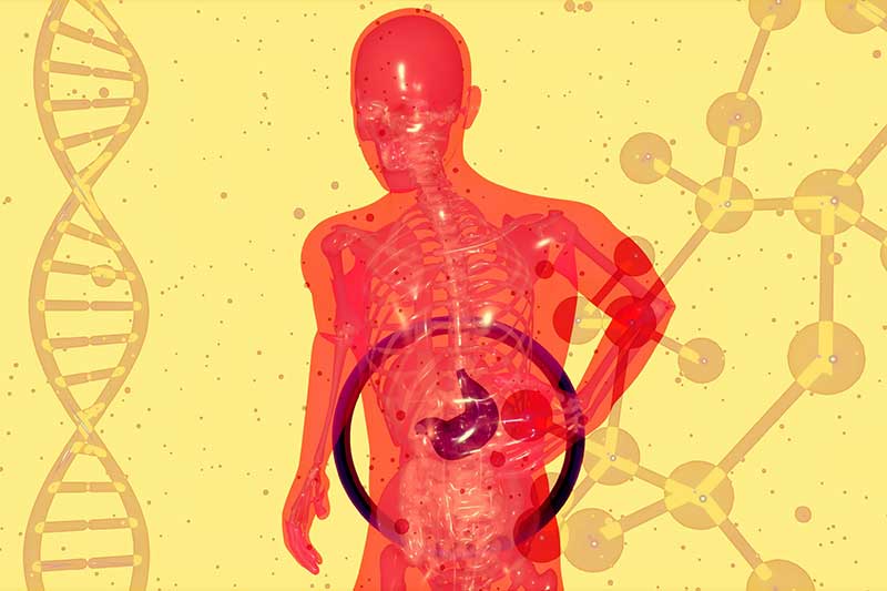 human-gut-health-skeleton-illustration-colin-austin-gbiota