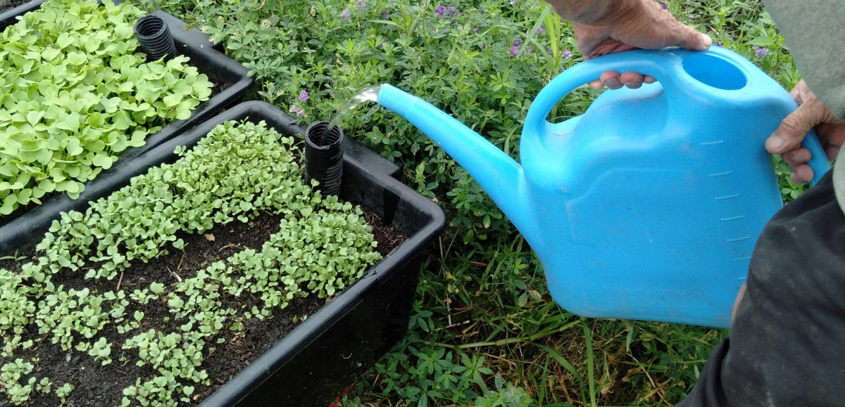 Growing Metabolic food