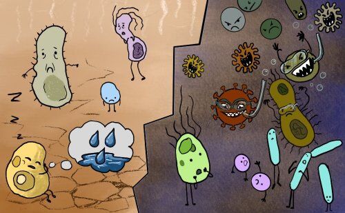good-and-bad-bacteria-colin-austin-gbiota