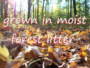 grown-in-moist-forest-litter-colin-austin-gbiota
