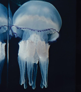jelly-fish-colin-austin-gbiota