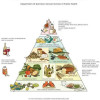 healthy-eating-pyramid-colin-austin-gbiota