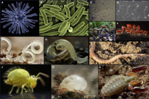 beneficial-biota-colin-austin-gbiota