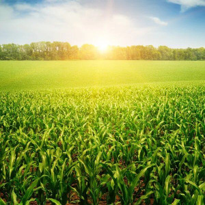 corn-field-colin-austin-gbiota