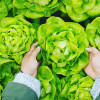 lettuce-green-vegetable-colin-austin-gbiota