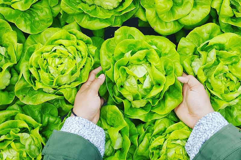 lettuce-green-vegetable-colin-austin-gbiota