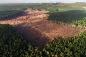 forest-clearing-colin-austin-gbiota