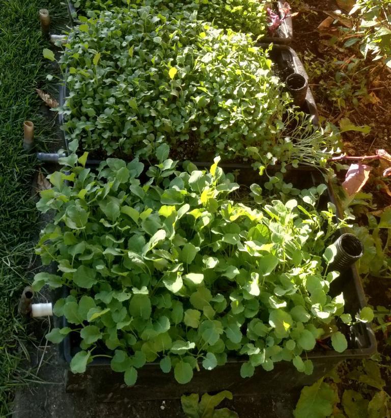 Complete Box Ready for Harvest