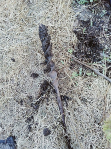 auger-colin-austin-gbiota