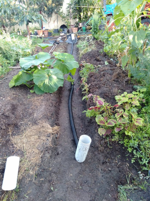 compacted-trench-colin-austin-gbiota