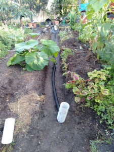 compacted-trench-colin-austin-gbiota