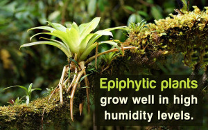 epiphytic-plants-colin-austin-gbiota