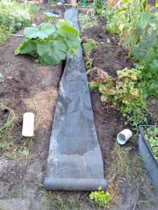 liner-film-colin-austin-gbiota