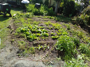 flat-bed-colin-austin-gbiota