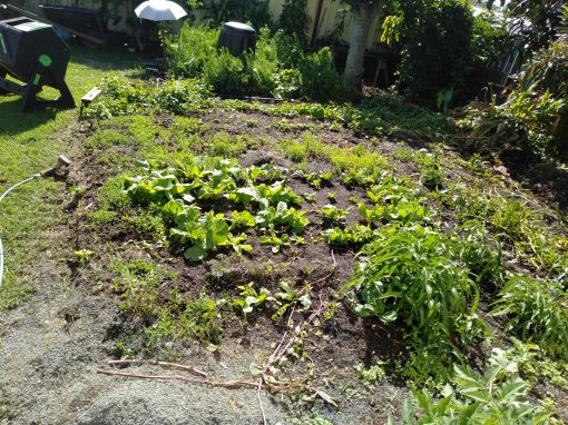 flat-bed-colin-austin-gbiota