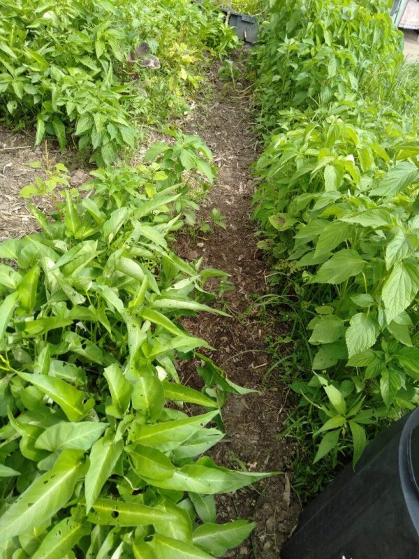 In-Ground Gbiota Beds